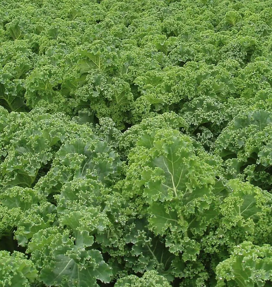 Kl441 Starbor (Coated) Kale 1