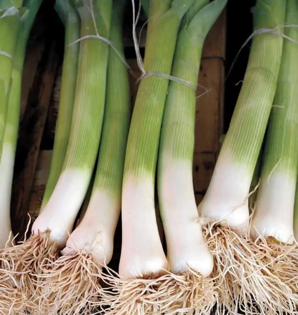 Lk443 Leeks Alto Organic 1