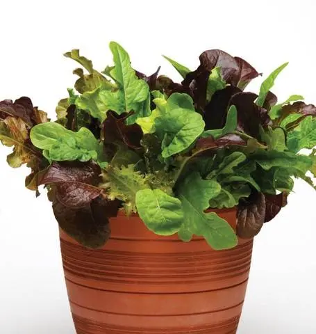 Lt450 Lettuce City Garden 1