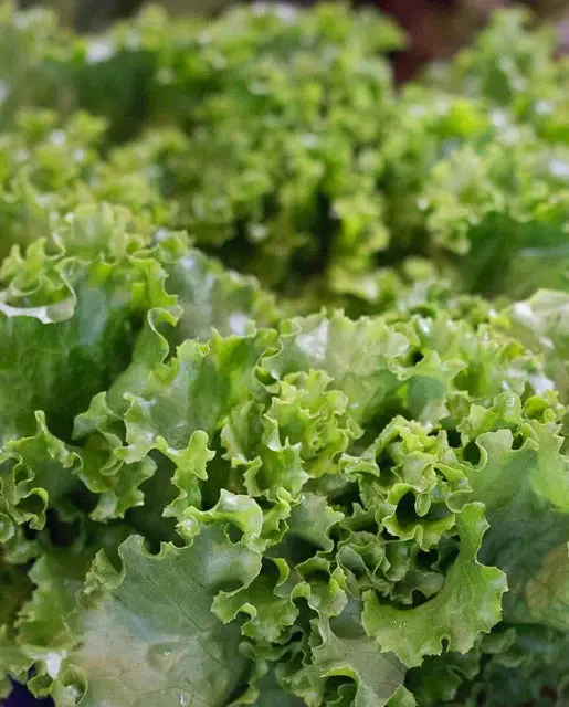 Lt456 Grand Rapids Tbr Loose Leaf Lettuce 1