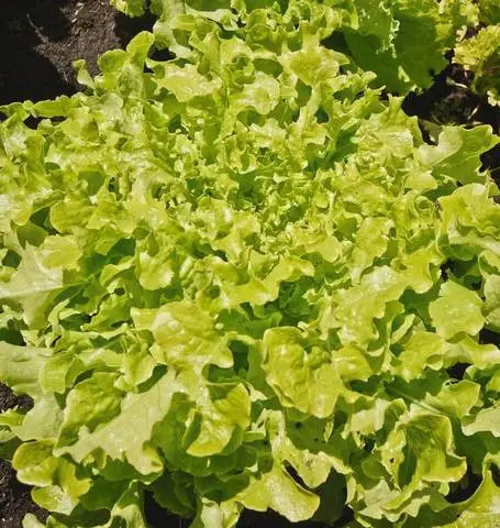 Lt460 Lettuce Salad Bowl-Green 1