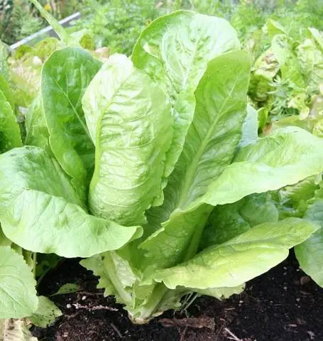 Lt470 Lettuce Romaine Parris Island 1