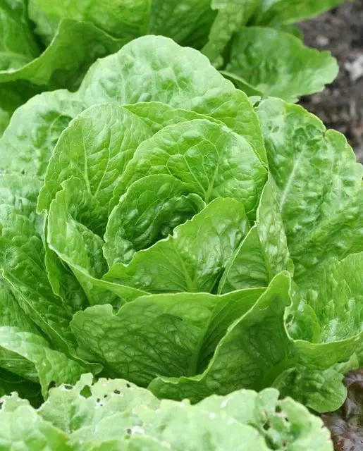 Lt540 Costal Star Lettuce 1