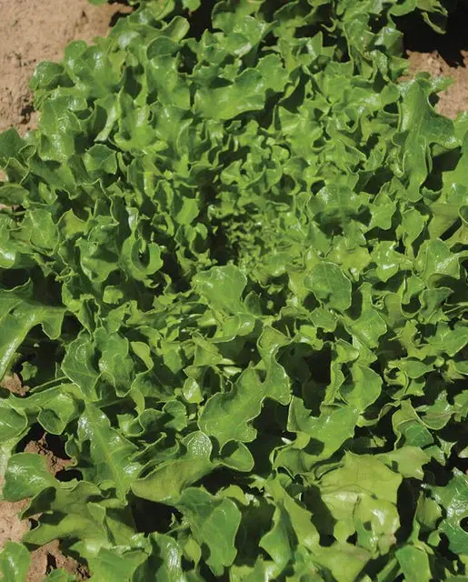 Lt516 Lettuce Hampton Eazy Leaf 1