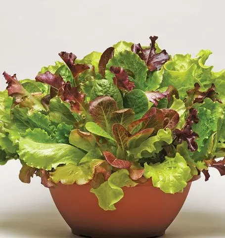 Lt525 Lettuce Summer Picnic 1