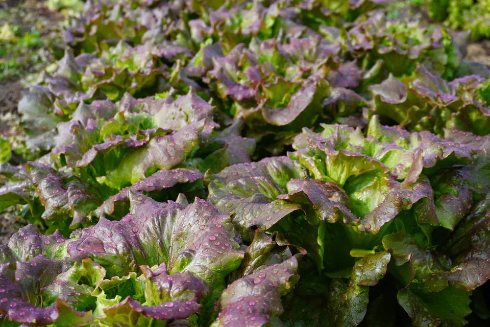 Lt530 Lettuce Lovelock Organic 1