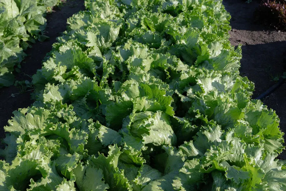 Lt552 Lettuce Calmar 1