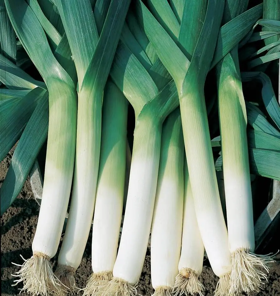 Lk446 Lancia Leeks 1