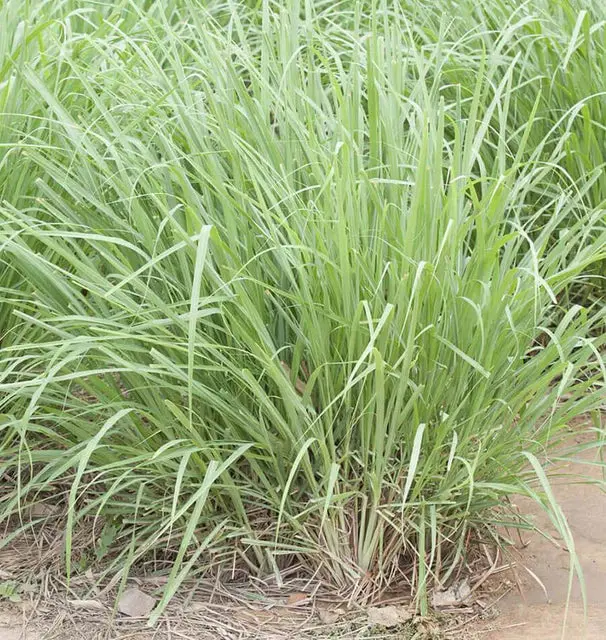 Hr1170 Lemongrass 1