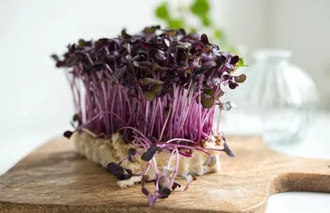 Mg111 Microgreens Red Radish 1