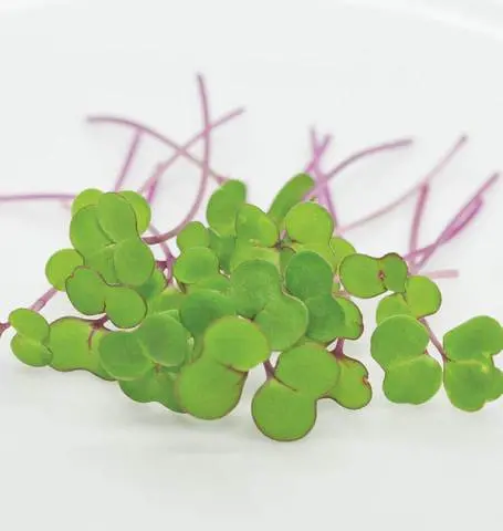 Mg426 Microgreens Kale 1