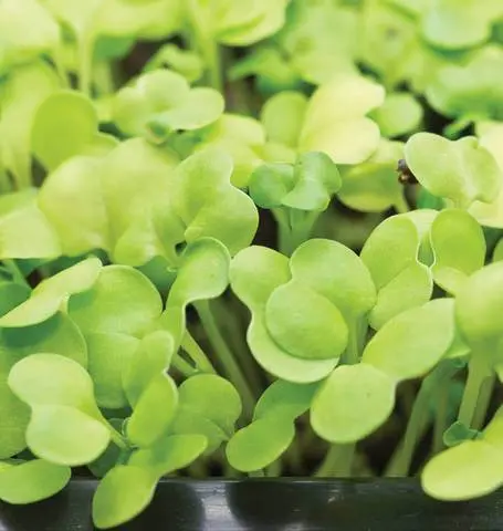 Mg532 Microgreens Pac Choi 1