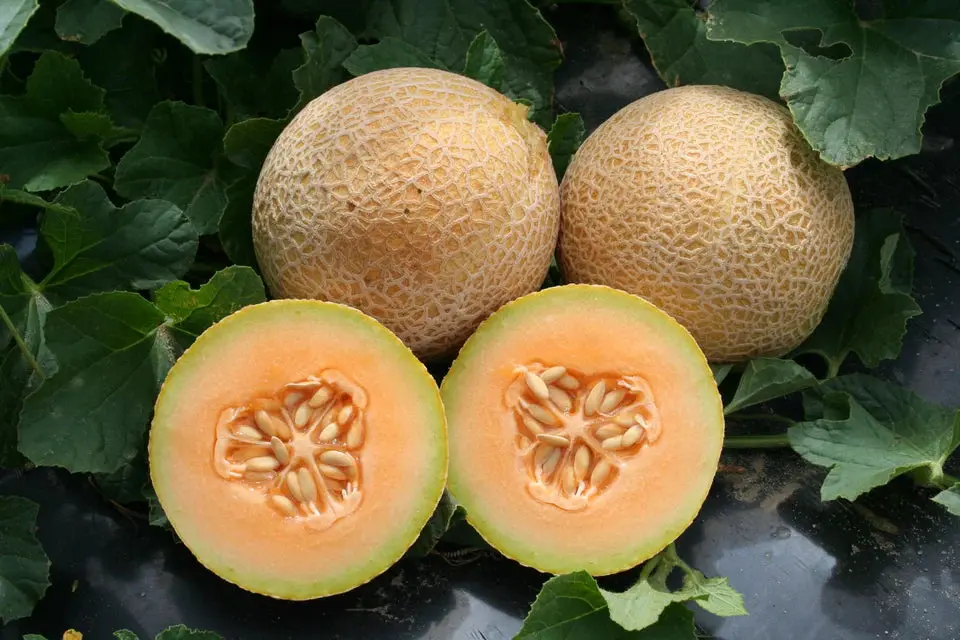 Ml503 Melon Tasty Bites F1 1