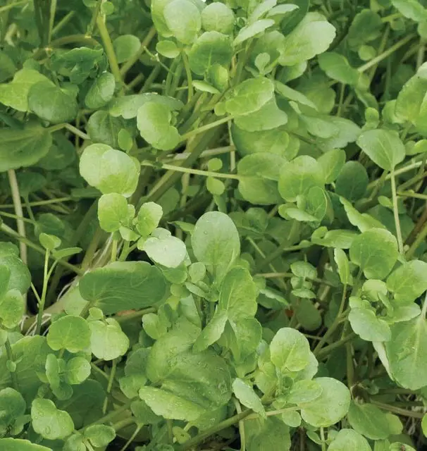 Ms496 Watercress 1