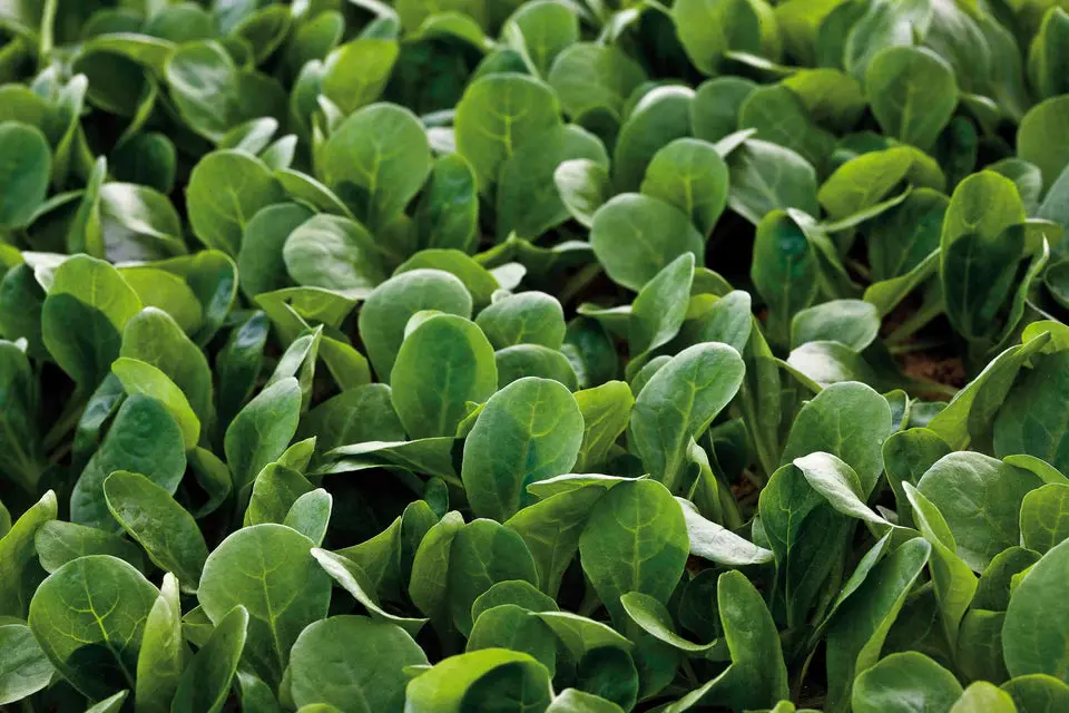 Ms523 Spinach Match 1