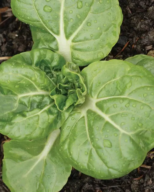 Mu522 Pac Choi Toy Choi 1
