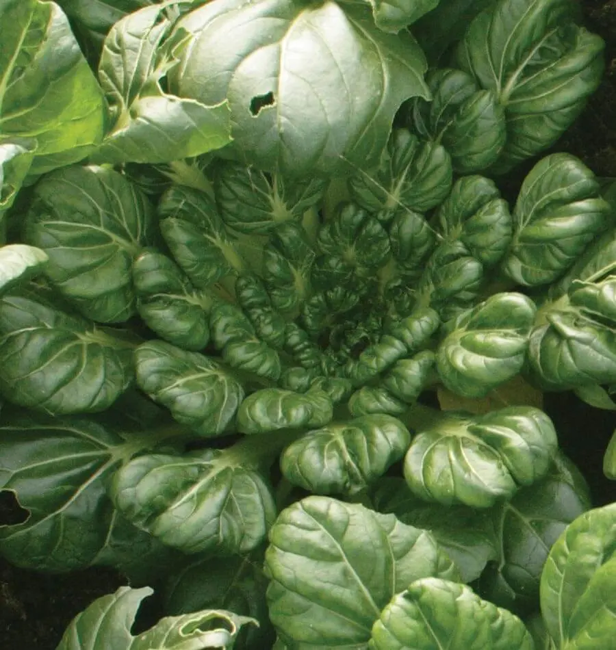 Mu545 Bok Choi Tah Tsai 1