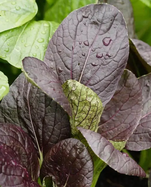 Mu547 Red Komatsuna Mustard 1