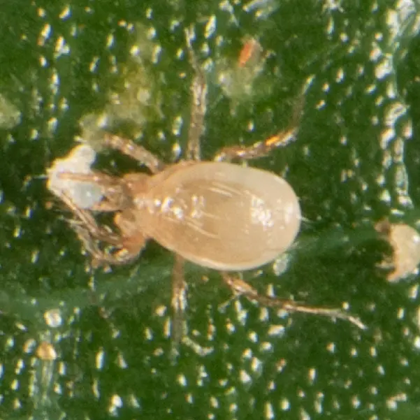 Beneficial Persimilisforce (Spidex Vital) 1