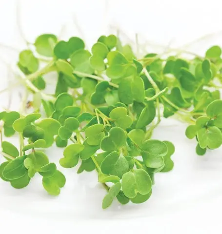 Mg449 Microgreens Arugula 1
