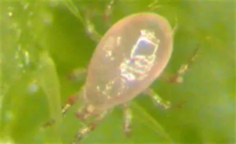 Beneficial Abmlyseius (Swirskii Ulti-Mite) 1