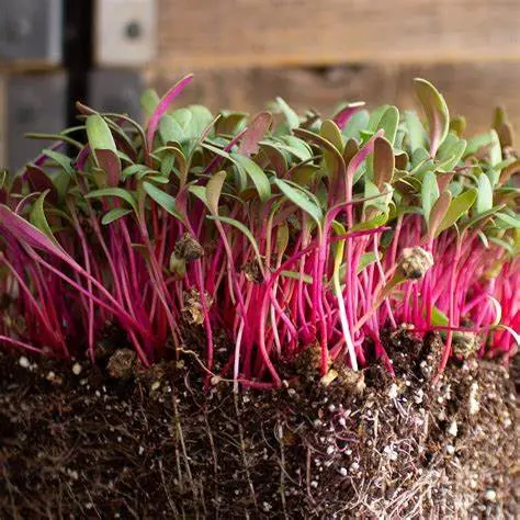 Mg758 Microgreen Swiss Chard 1