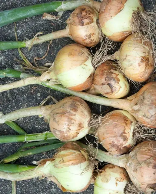On565 Walla Walla Sweet Onions 1