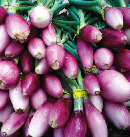 On572 Scallions Apache 1