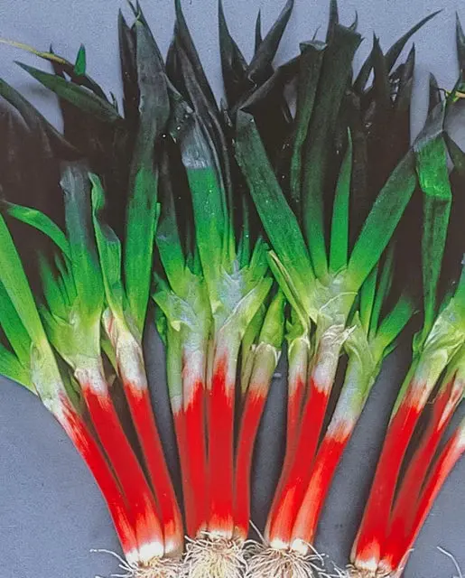 On593 Red Beard Scallion Onions 1