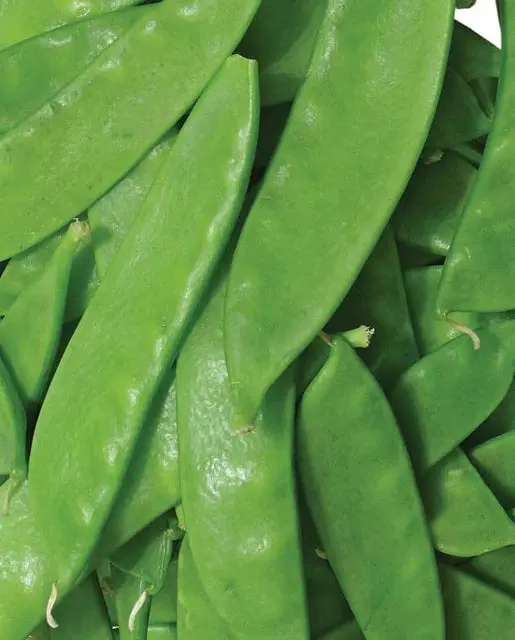 Pe598 Oregon Sugar Pod Ll Snow Peas 1
