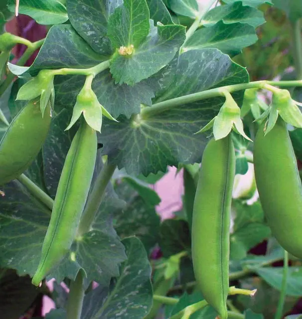 Pe605 Shelling Peas Little Marvel 1