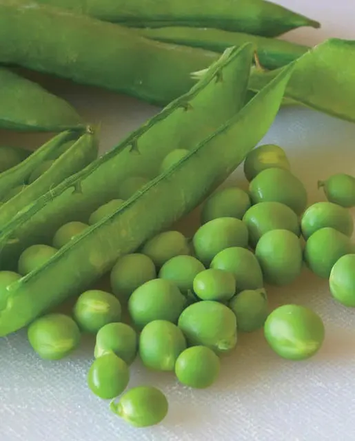 Pe620 Peas Green Arrow Shelling 1