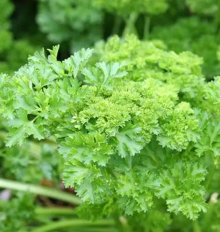 Pl570 Parsley Forest Green 1