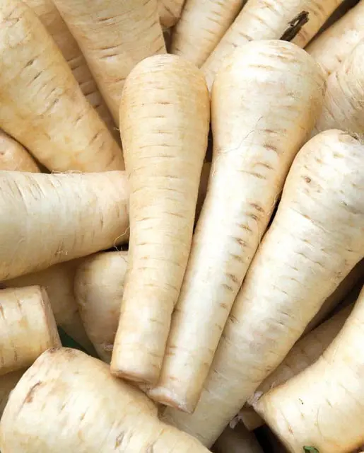 Pn581 Gladiator Parsnips 1