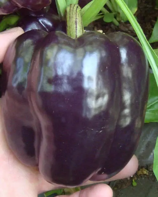 Pp621 Purple Beauty Peppers 1