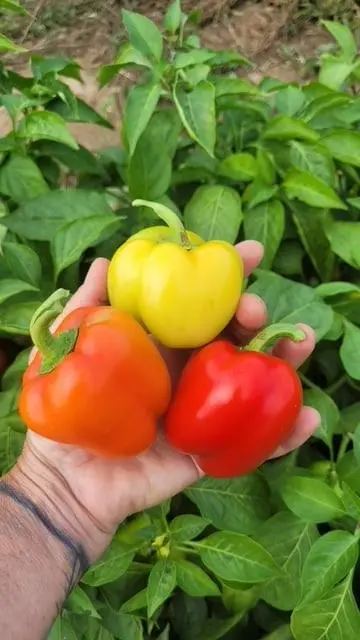 Pp638 Peppers Prism F1 1