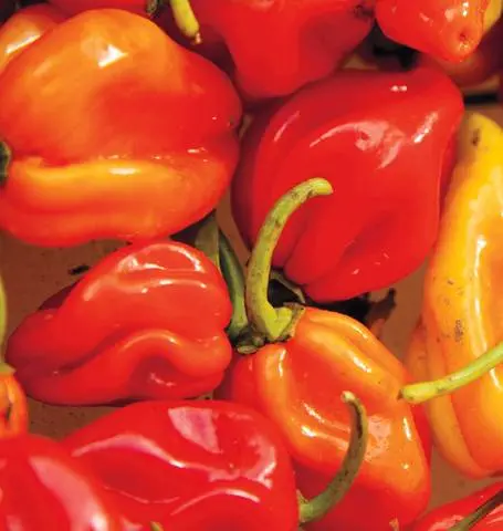 Pp644 Pepper Red Habanero 1
