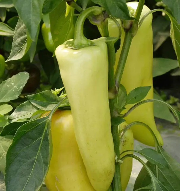 Pp648 Hungarian Hot Wax Peppers 1