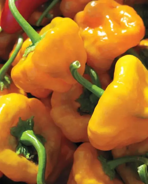 Pp652 Scotch Bonnet 1