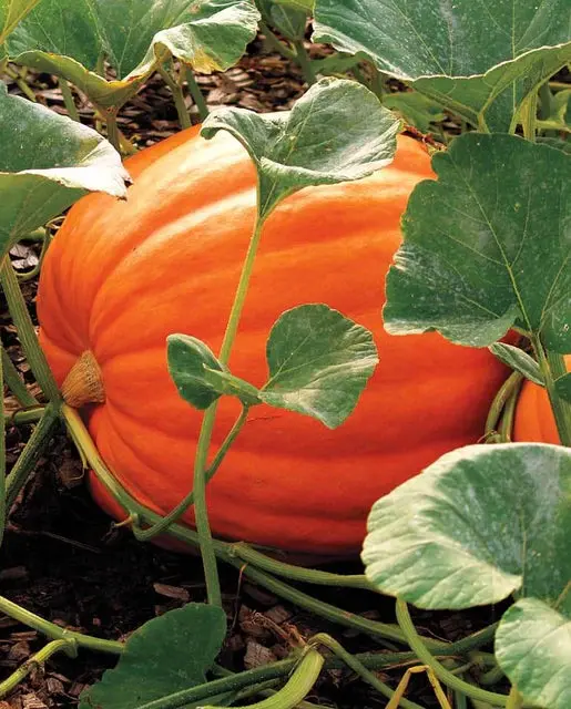 Pu669 Big Max Pumpkins 1