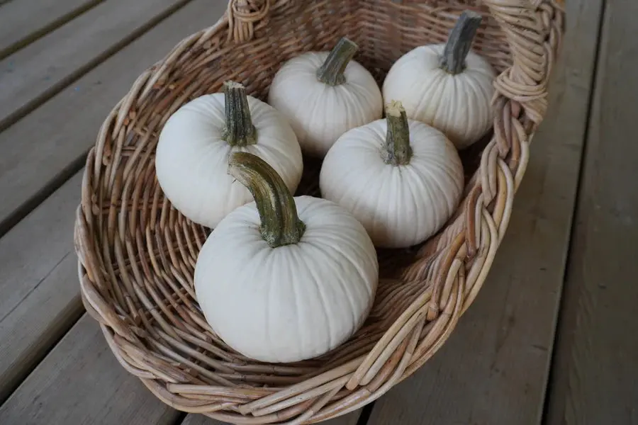Pu681 Icicle Pumpkins 1