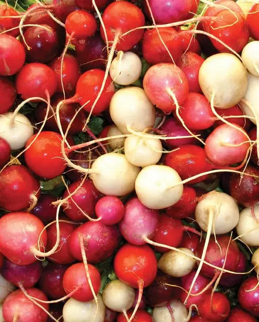 Rd674 Radish Easter Egg Blend 1