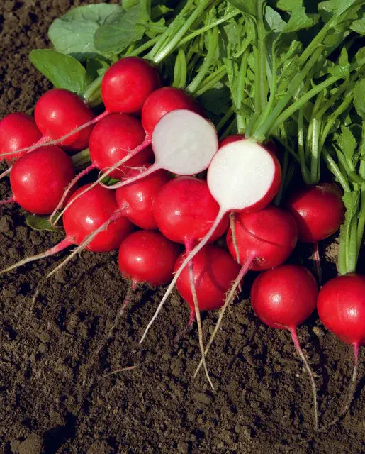 Rd679 Rover Radish 1