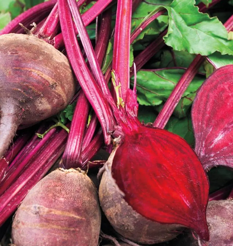 Bt161 Beets Detroit Supreme 1