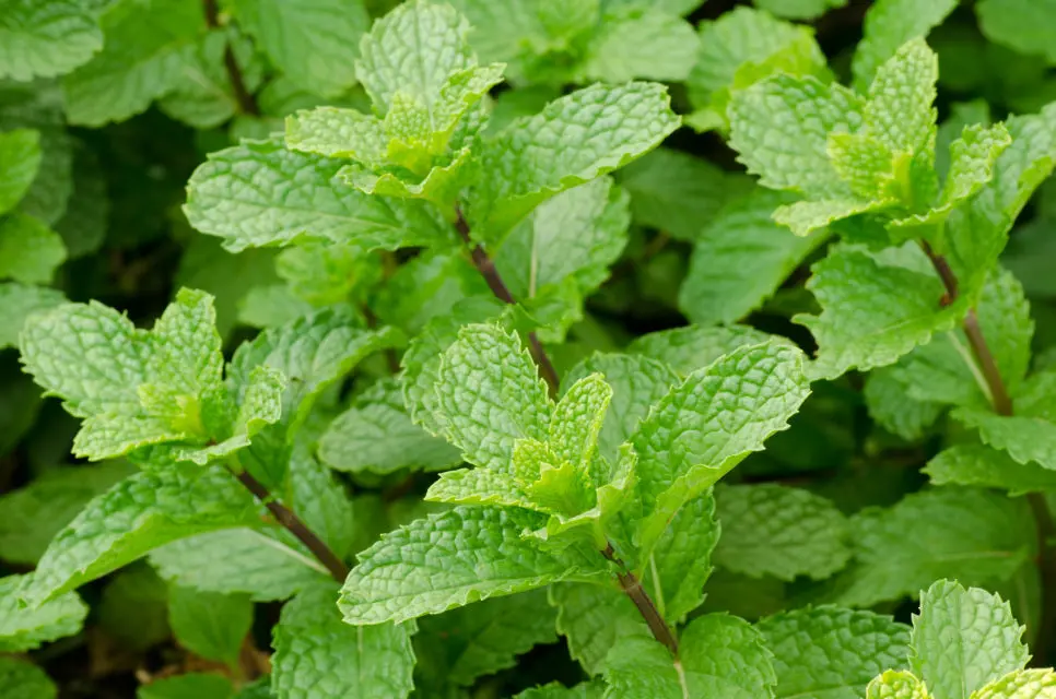 Hr1090 Peppermint 1