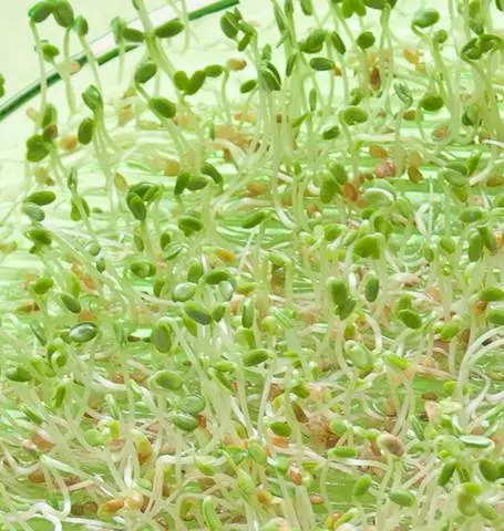 Ss105 Red Clover Sprouts 1