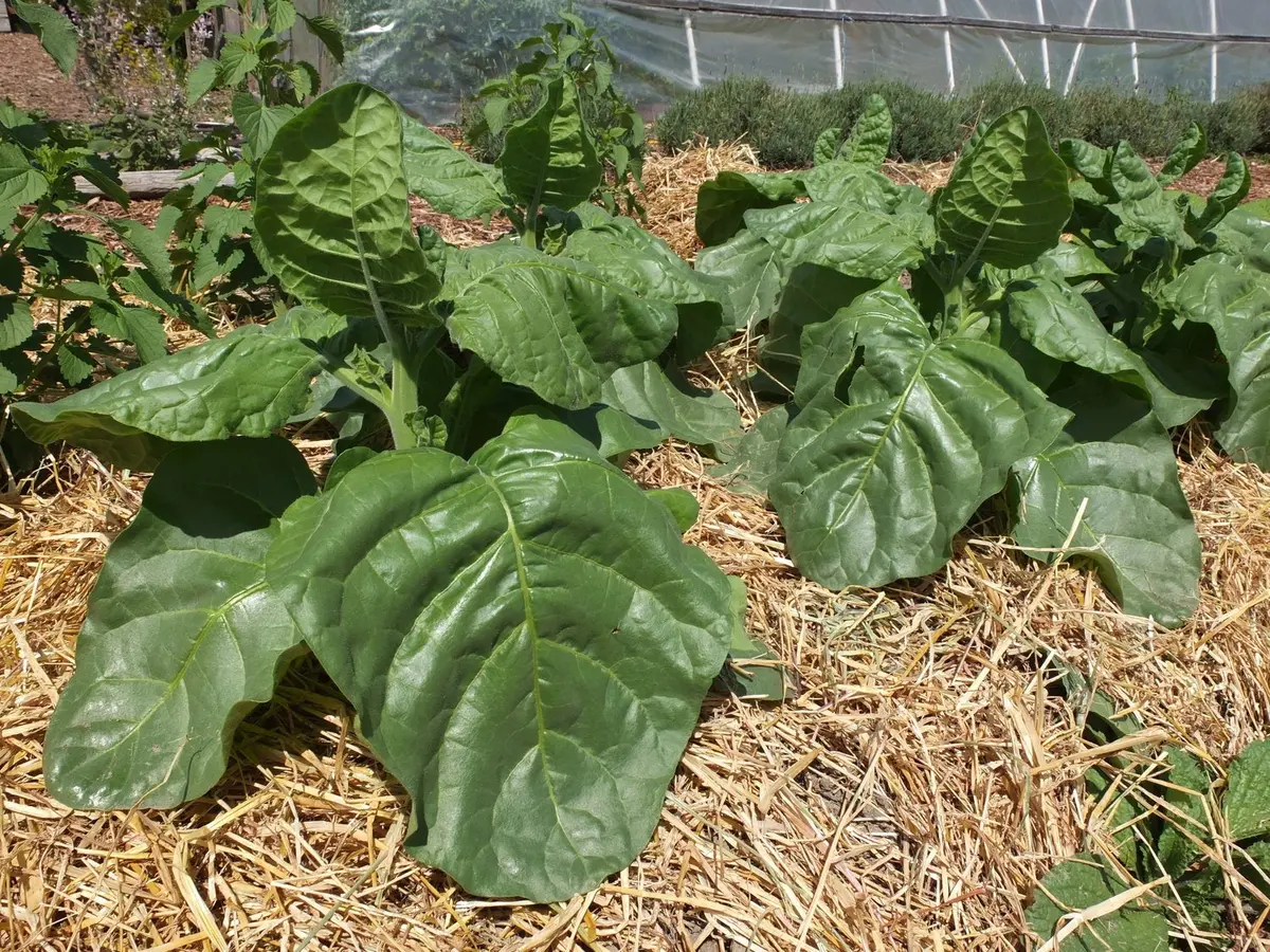 Rustica Seeds Aztec Mapacho 1000 Year Old Tobacco 1
