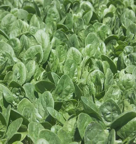 Sp715 Spinach Seaside 1
