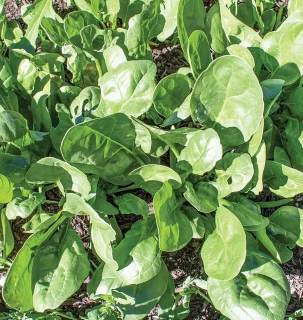 Sp600 Spinach Yukon F1 1