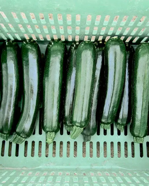 Sq800 Desert Zucchini Squash 1
